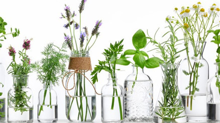 Sağlıklı Saçlar İçin Kullanmanız Gereken 5 Uçucu Yağ