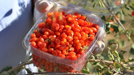 Şifa niyetine goji berry yetiştiriciliğine başladı