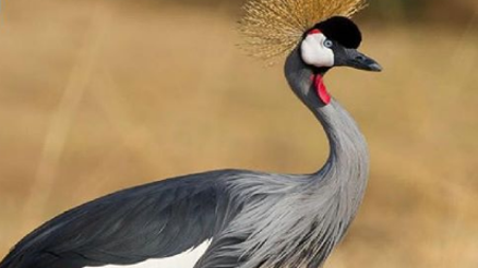 Hadi ipucu: Telli telli telli şu telli turna / Sanma ki yaralı dizeleriyle başlayan şarkısının devamı nedir