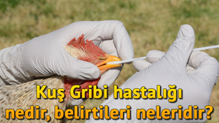 Avian İnfluenza (Kuş Gribi) hastalığı nedir, belirtileri nelerdir Avian İnfluenza (Kuş Gribi) hastalığı nedir, belirtileri nelerdir