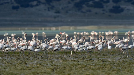 Flamingoların bir gölü daha kurudu