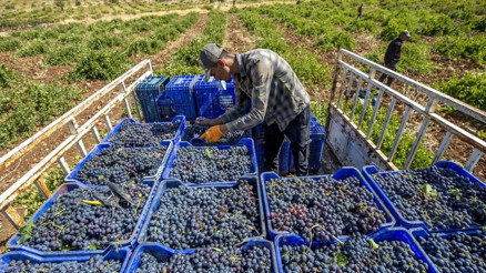 Dünyanın en güzel aromalı üzümü Seyahatnamede bile yeri var