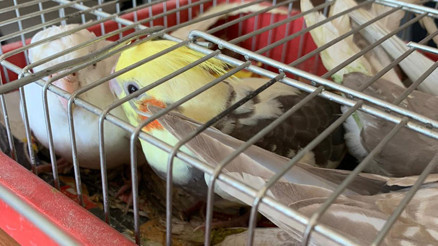 Papağan operasyonu... Tam 45 adet...