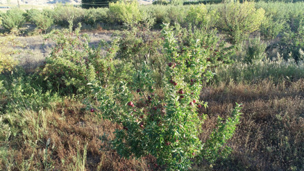 Elmaların geliri burs olacak
