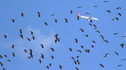 İstanbul semalarında göç alarmı