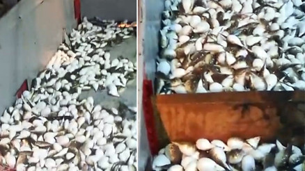 Yüzlercesi ağa takıldı