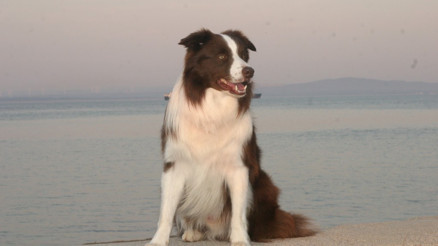 Yetenek Sizsinizde birinci olan köpek Maxin cinsi ve ırkı nedir Yetenek Sizsinizde birinci olan köpek Maxin cinsi ve ırkı nedir