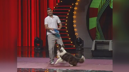 Şampiyon akıllı köpek Max hayatını kaybetti