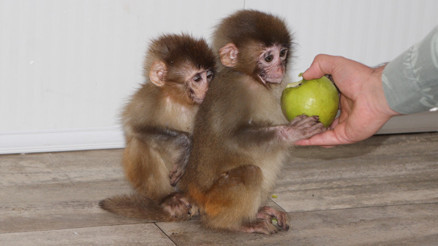 Koruma altına alındılar