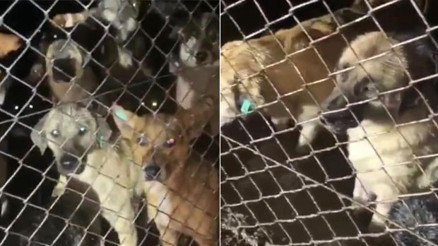 Orduda barınaktaki tepki çeken görüntülere soruşturma