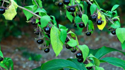 Atropa belladonna (zehirli ot) nedir