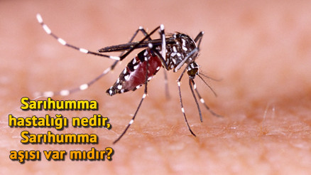 Sarıhumma hastalığı (Yellow Fever) nedir, Sarıhumma aşısı var mıdır