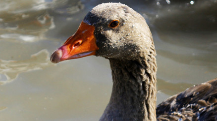 Van’da yetiştirilen kazlara İran ve Kuzey Iraktan talep