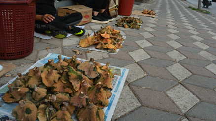 Çok önemli mantar uyarısı: Sakın böyle tüketmeyin