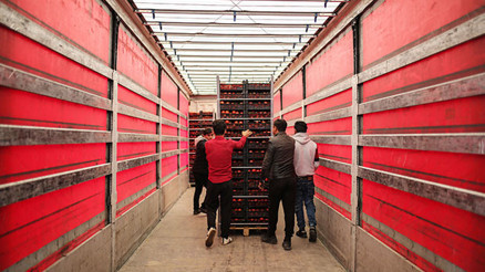 TUTALI DOMATES YÜZDE 1’İ GEÇMEZ