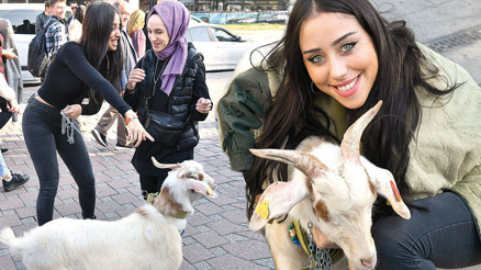 Zeynep Alkan, Beşiktaşta keçi gezdirdi