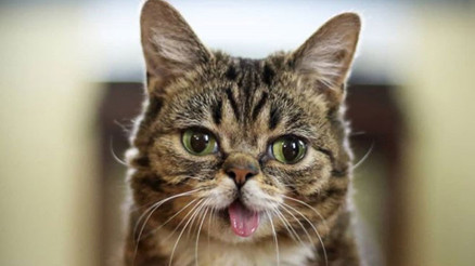 İnternet fenomeni kedi Lil Bub öldü
