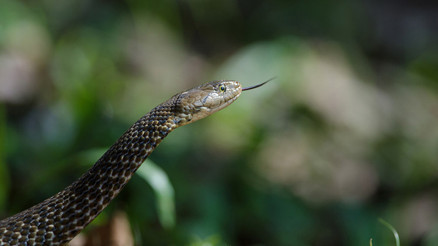 Rüyada yılan ısırması ne anlama gelir Rüyada yılan sokması tabiri