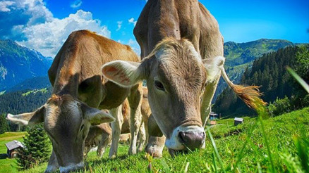 Rüyada inek görmek ne anlama geliyor Rüyada inek sürüsü görmenin anlamı