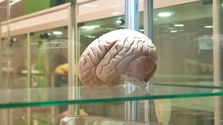 Beyin implantları hafızayı yüzde 20 arttırıyor
