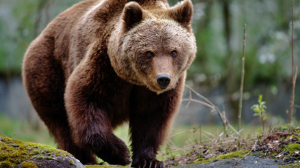 Rüyada Ayı görmek ne anlama gelir Rüyada Ayı kovalaması tabiri