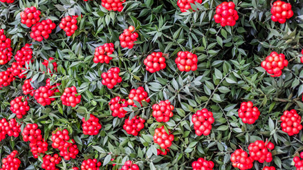 Yılbaşı Çiçeği: Kokina Çiçeğinin Uğuru