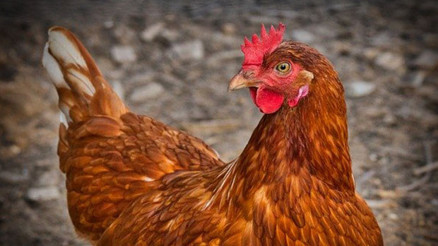 Rüyada tavuk görmek ne anlama gelir Rüyada tavuk eti yemek tabiri