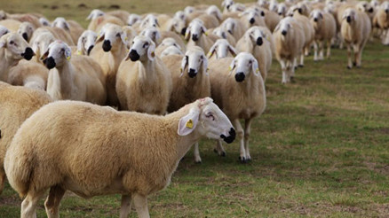 Rüyada koyun görmek ne anlama gelir Rüyada koyun sürüsü görmenin anlamı Rüyada koyun görmek ne anlama gelir Rüyada koyun sürüsü görmenin anlamı