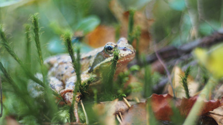 Rüyada kurbağa görmek ne anlama gelir