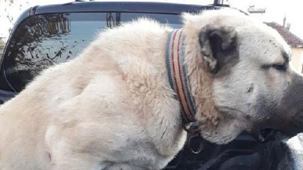 Köpek dövüştüren iki kişiye 6 bin lira para cezası