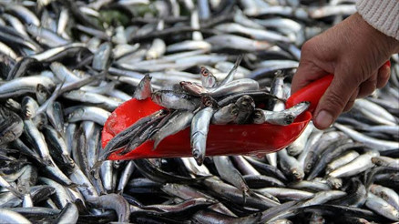 Balıkçılar uzak denizlere açılacak Balıkçılar uzak denizlere açılacak