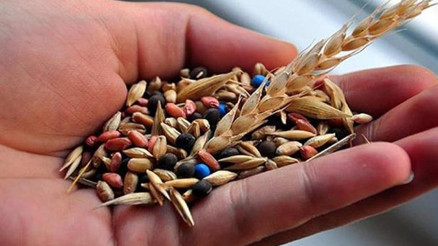 Tohumculukta 500 milyon dolarlık ihracat hedefi çok uzak değil