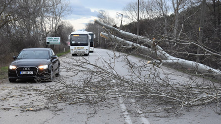 Edirnede fırtına ağaç devirdi