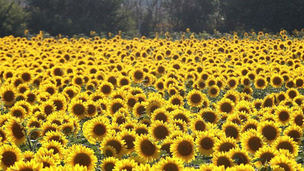 Trakya Birlik tarihinin en yüksek satış ve üretim rakamlarına ulaştı