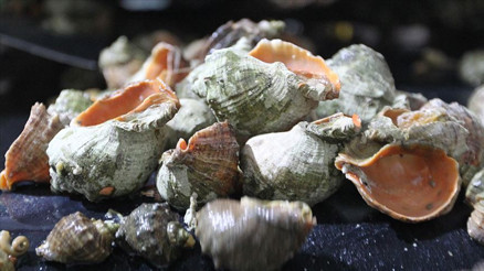 İlkel insanların deniz kabuklarından alet yapmak için daldığı iddia edildi