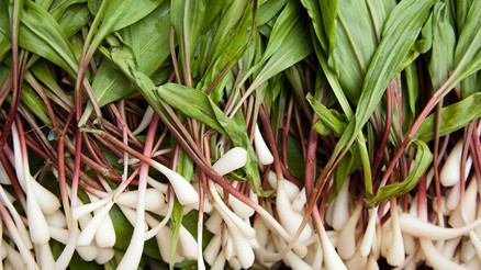 Hala Tanışmayanlara: Çiriş Otu Nedir Nasıl Tüketilir