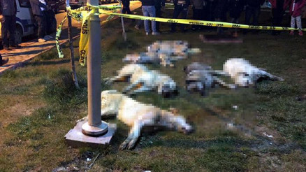 Can dostlar için emsal karar