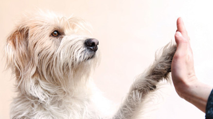 Hayvanatçıya kurulana kurulurum