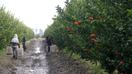 Adanada üretiliyor Avrupaya ihraç ediliyor