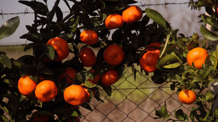 Almanya ve Hollanda’nın mandalinası Adana’dan