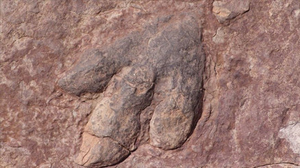 11 milyon yıllık ‘ölüm meleği’ fosili bulundu