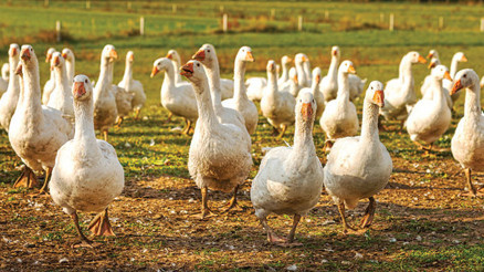Bu işleri nasıl yapabiliriz’ Bu işleri nasıl yapabiliriz’