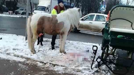 Rusyada at ile otomobil çarpıştı