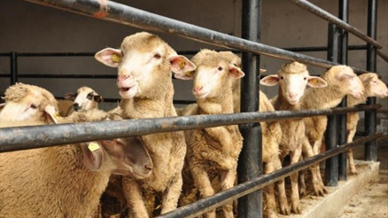 Rüyada kurban kesmek ne anlama gelir Rürayada kurban kesildiğini görmek anlamı