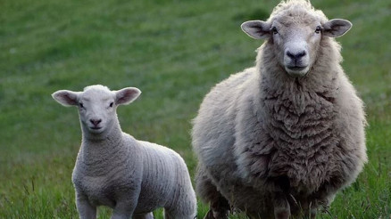 Rüyada kuzu görmek ne anlama gelir Rüyada beyaz kuzu sevmek tabiri