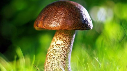 Rüyada mantar görmek ne anlama gelir Rüyada mantar toplamak ve yemek anlamı