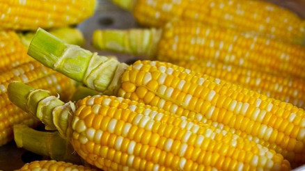 Rüyada mısır görmek ne anlama gelir Rüyada mısır yemek ve patlatmak tabiri Rüyada mısır görmek ne anlama gelir Rüyada mısır yemek ve patlatmak tabiri