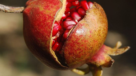 Rüyada nar görmek ve yemek ne anlama gelir Rüyada nar ağacı görmek anlamı Rüyada nar görmek ve yemek ne anlama gelir Rüyada nar ağacı görmek anlamı
