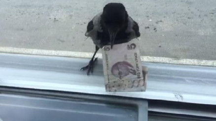 Hırsız karga bu kez 5 lira ile uçtu