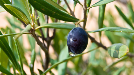 Zeytin yaprağının faydaları nelerdir Zeytin yaprağı neye iyi gelir